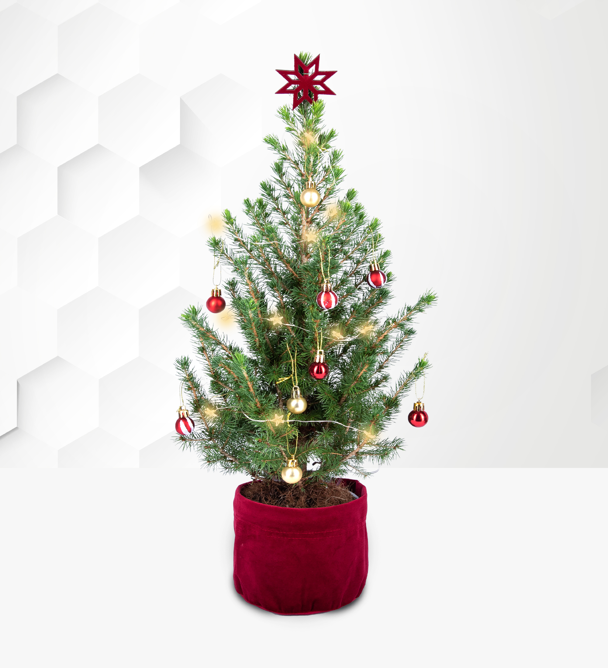 Mini Christmas Tree Prestige Gifting